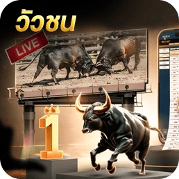 วัวชน